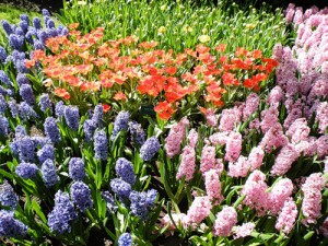 голландский сад
