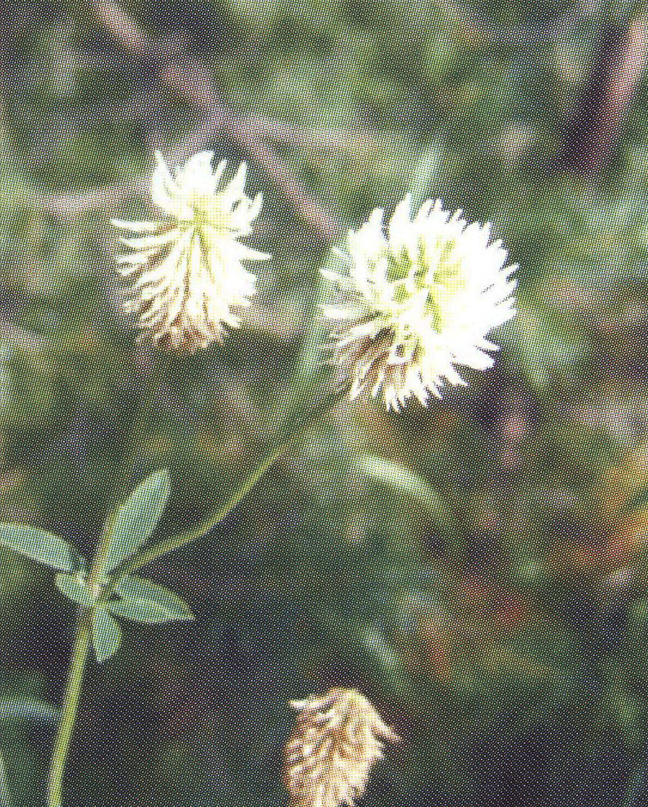 Клевер горный Trifolium montanum