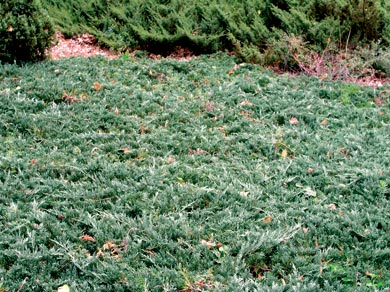 можжевельник горизонтальный Глаука juniperus horisontalis Glauca