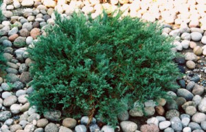можжевельник горизонтальный Хьюгес juniperus horisontalis Hughes