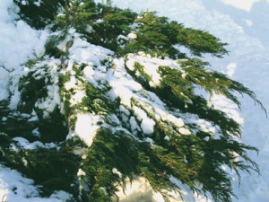 можжевельник казацкий Фемина juniperus sabina Femina