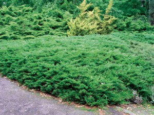 можжевельник казацкий Рокери Джем juniperus sabina Rockery Gem