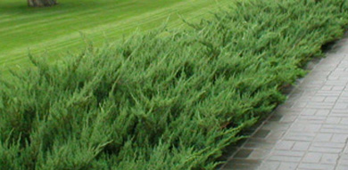 можжевельник казацкий Тамарисцифолия juniperus sabina Tamariscifolia