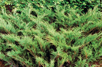 можжевельник казацкий juniperus sabina