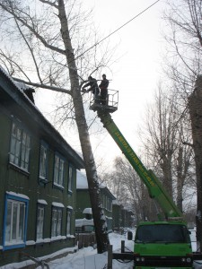 снос деревьев в городских условиях