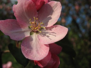 яблоня недзвецкого цветение