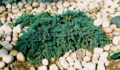 можжевельник чешуйчатый Блю Карпет juniperus communis Blue Carpet