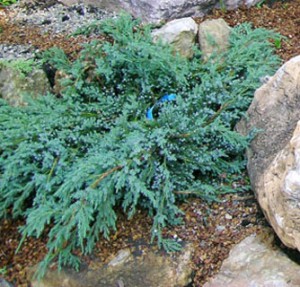 можжевельник чашуйчатый Блю Карпет juniperus communis Blue Carpet