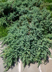 можжевельник чашуйчатый Блю Карпет juniperus communis Blue Carpet