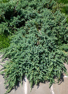 можжевельник чешуйчатый Блю Карпет juniperus communis Blue Carpet