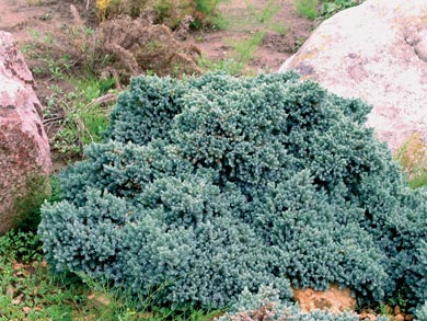 можжевельник чешуйчатый Блю Стар juniperus communis Blue Star
