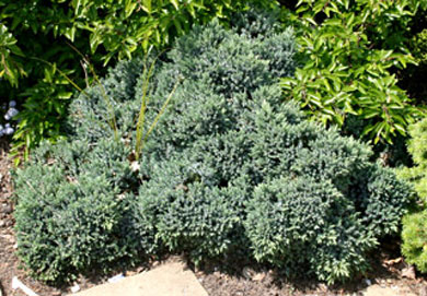 можжевельник чешуйчатый Блю Стар juniperus communis Blue Star