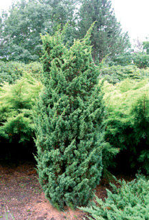 можжевельник китайский Блаув juniperus chinensis Blaauw