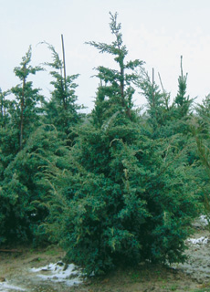 можжевельник китайский Блю Альпс juniperus chinensis Blue Alps