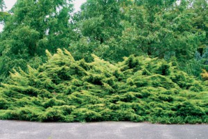 можжевельник китайский Фитцериана Ауреа juniperus chinensis Pfitzeriana Aurea
