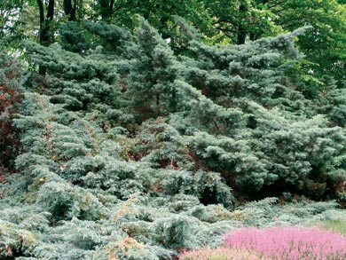можжевельник китайский Фитцериана juniperus chinensis Pfitzeriana
