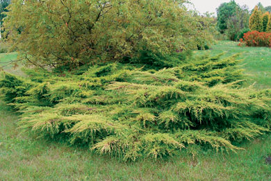 можжевельник китайский Голд Кост juniperus chinensis Gold Cost