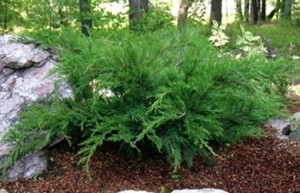 можжевельник китайский Минт Джулеп juniperus chinensis Mint Julep