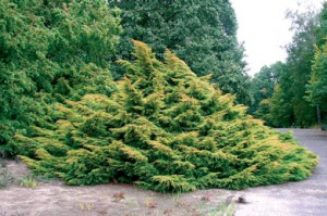 можжевельник китайский Плюмоза Ауреа juniperus chinensis Plumoza Auea