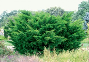 можжевельник китайский juniperus chinensis