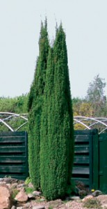 можжевельник обыкновенный Хиберника juniperus communis Hebernica