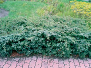 можжевельник обыкновенный Хорнибрук juniperus communis Hornibruk