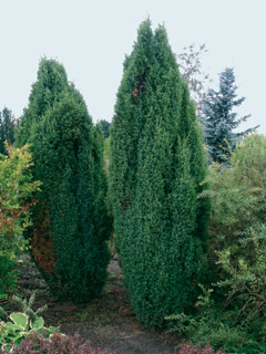 можжевельник обыкновенный Мейер juniperus communis Meyer
