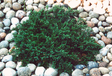 можжевельник обыкновенный Репанда juniperus communis Repanda