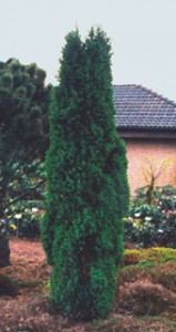 можжевельник обыкновенный Суецика juniperus communis Suecica