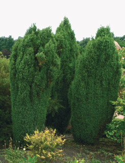 можжевельник обыкновенный Суецика juniperus communis Suecica