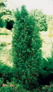 можжевельник обыкновенный juniperus communis