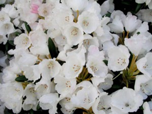 рододендрон гибридный Кунингамс Вайт rhododendron hybrida Cunningham's White