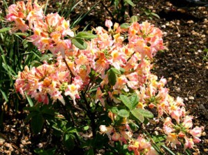 рододендрон гибридный Сесиль rhododendron hybrida Cecile