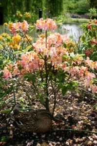 рододендрон гибридный Сесиль rhododendron hybrida Cecile