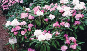 рододендрон якусиманский Шнеевольк rhododendron yakushimanum Schneewolke