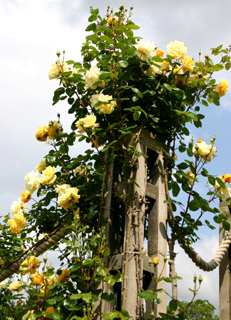 роза Вестерленд rosa Westerland