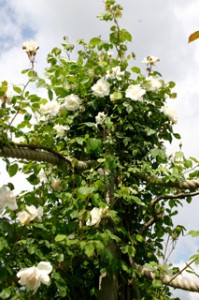 роза белая Cуаволенс rosa alba Suavolens