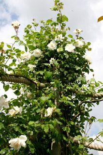роза белая Cуаволенс rosa alba Suavolens