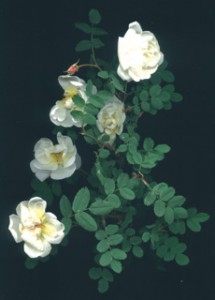 роза колючейшая rosa spinosissima