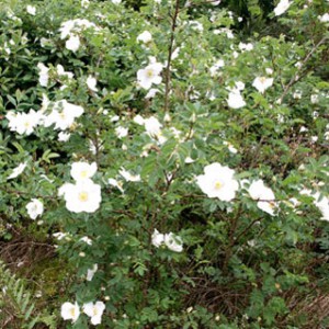 роза колючейшая rosa spinosissima