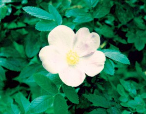 роза морщинистая Альба rosa rugosa Alba