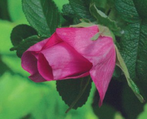 роза морщинистая Ханза rosa rugosa Hansa