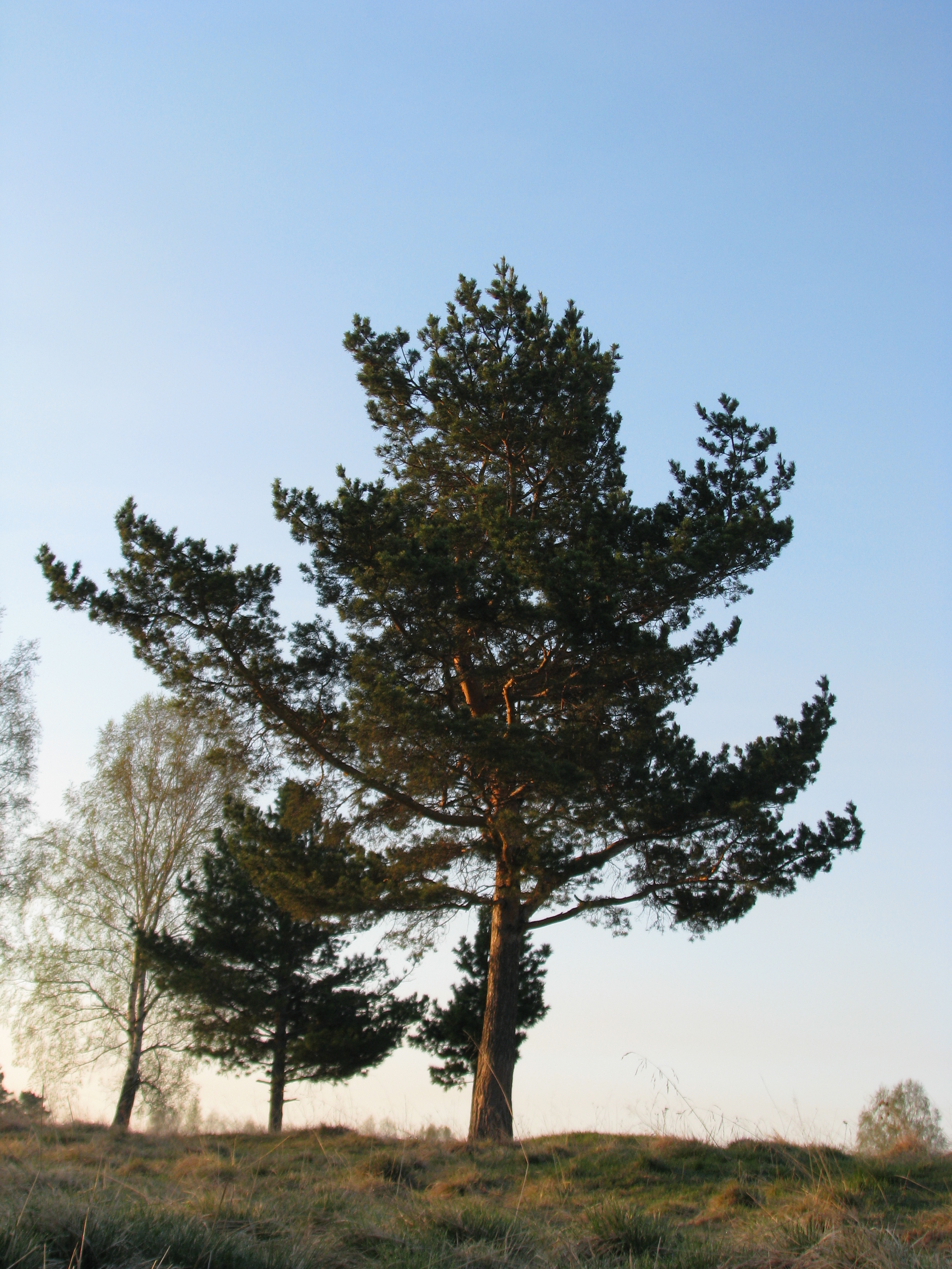 Сосна обыкновенная Pinus sylvestris