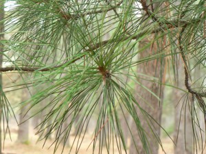 сосна сибирская кедровая Pinus sibirica