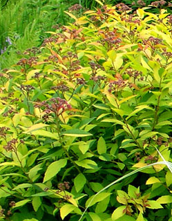 спирея японская Голдмаунд spirea japonica Goldmound