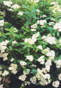 спирея японская альбифлора spirea japonica Albiflora