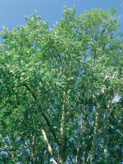 тополь белый populus alba