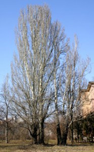 тополь белый populus alba
