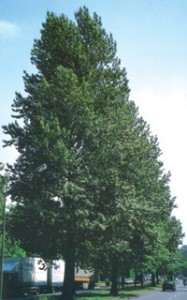 тополь берлинский populus berolinensis