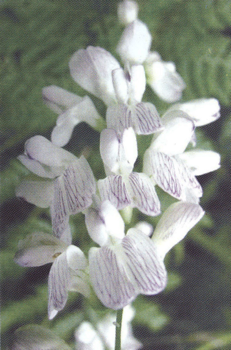 Горошек лесной Vicia sylvatica